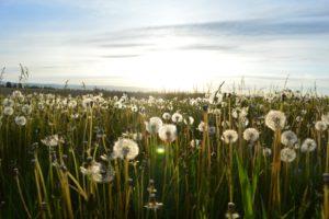 Een weide vol gras en paardenbloemen. Ceres Reservatie